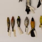 BirdWalk_ArtsAndCulture_Donovan_38