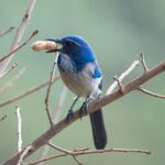 California Scrub-Jay