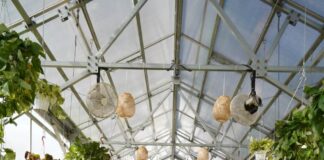 Creature’s Plants and Coffee curates curiosity