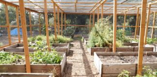 Feast Garden focuses on sustainability and community at Occidental