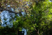 Historic Wallis Annenberg House has a new resident