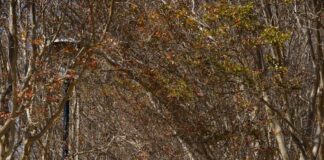 Occidental College hits highest ranking in 15 years, admissions reflects on statistics