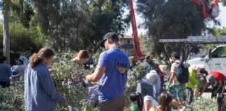 Occidental harvests 1,190 pounds of olives during second annual Harvest Fest