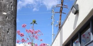 Vidiots hosts ‘That Awards Show Night’ to celebrate iconic awards evening