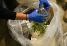 Revived OSCAR leads campuswide composting effort