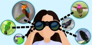Opinion: A birdwatcher is in all of us
