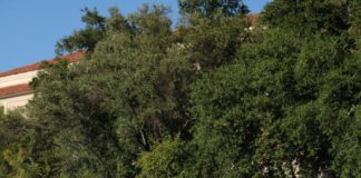 Women’s doubles team makes impressive underdog run at ITA Cup