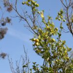 FruitTrees_Culture_Wong4