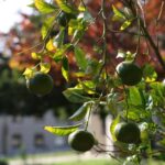 FruitTrees_Culture_Wong6