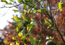 Oranges, loquats, prickly pears — campus fruit trees are for all to harvest