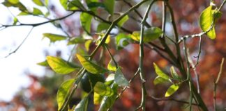 Oranges, loquats, prickly pears — campus fruit trees are for all to harvest